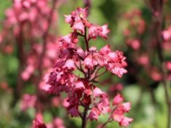 Purpurglöckchen 'Paris' -Angebote Wurzel Zeit Store purpurgloeckchen paris m080545 w 1