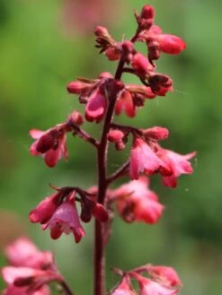 Purpurglöckchen 'Paris' -Angebote Wurzel Zeit Store purpurgloeckchen paris m080545 w 2