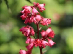 Purpurglöckchen 'Paris' -Angebote Wurzel Zeit Store purpurgloeckchen paris m080545 w 3