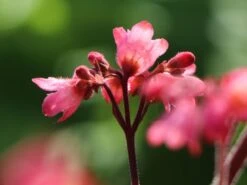 Purpurglöckchen 'Paris' -Angebote Wurzel Zeit Store purpurgloeckchen paris m080545 w 4