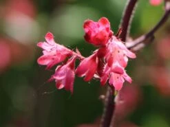 Purpurglöckchen 'Paris' -Angebote Wurzel Zeit Store purpurgloeckchen paris m080545 w 5