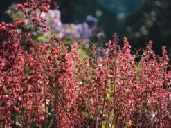 Purpurglöckchen 'Paris' -Angebote Wurzel Zeit Store purpurgloeckchen paris m080545 w 7