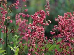 Purpurglöckchen 'Paris' -Angebote Wurzel Zeit Store purpurgloeckchen paris m080545 w 8