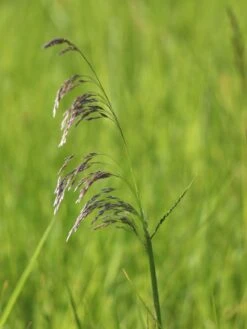 Rasen Schmiele -Angebote Wurzel Zeit Store rasen schmiele m009058 w 0