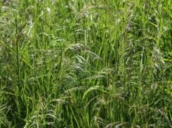 Rasen Schmiele -Angebote Wurzel Zeit Store rasen schmiele m009058 w 2