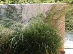 Rasen Schmiele -Angebote Wurzel Zeit Store rasen schmiele m009058 w 3