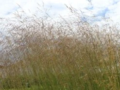 Rasen Schmiele -Angebote Wurzel Zeit Store rasen schmiele m009058 w 5