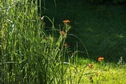 Reitgras 'England' -Angebote Wurzel Zeit Store reitgras england m083543 894250 0