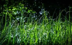 Reitgras 'England' -Angebote Wurzel Zeit Store reitgras england m083543 894250 1