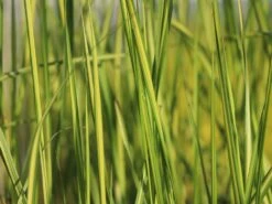 Reitgras 'England' -Angebote Wurzel Zeit Store reitgras england m083543 w 0