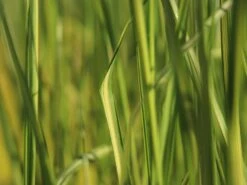 Reitgras 'England' -Angebote Wurzel Zeit Store reitgras england m083543 w 1