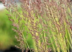 Reitgras 'England' -Angebote Wurzel Zeit Store reitgras england m083543 w 2