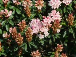 Rhododendron 'Bloombux' ® (Pink) -Angebote Wurzel Zeit Store rhododendron bloombux m087267 w 6
