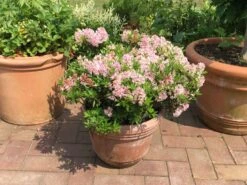 Rhododendron 'Bloombux' ® (Pink)