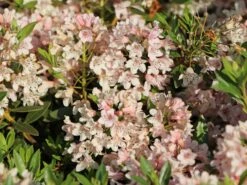 Rhododendron 'Bloombux' ® (Pink) -Angebote Wurzel Zeit Store rhododendron bloombux pink m087267 w 0