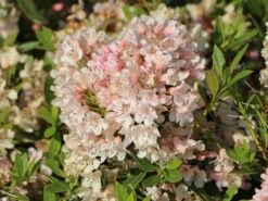 Rhododendron 'Bloombux' ® (Pink) -Angebote Wurzel Zeit Store rhododendron bloombux pink m087267 w 2