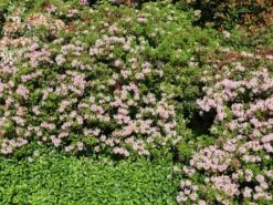Rhododendron 'Bloombux' ® (Pink) -Angebote Wurzel Zeit Store rhododendron bloombux pink m087267 w 3