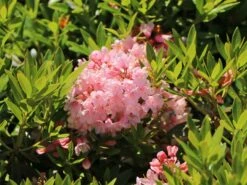 Rhododendron 'Bloombux' ® (Pink) -Angebote Wurzel Zeit Store rhododendron bloombux pink m087267 w 4