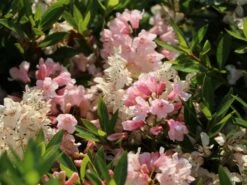 Rhododendron 'Bloombux' ® (Pink) -Angebote Wurzel Zeit Store rhododendron bloombux pink m087267 w 5