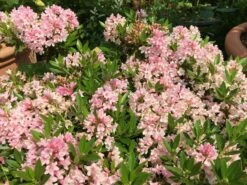 Rhododendron 'Bloombux' ® (Pink) -Angebote Wurzel Zeit Store rhododendron bloombux pink m087267 w 7