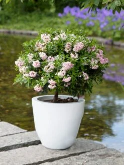 Rhododendron 'Bloombux' ® (Pink) -Angebote Wurzel Zeit Store rhododendron bloombux pink m087267 w 8