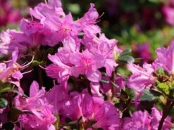 Rhododendron 'Lady Dark' ® -Angebote Wurzel Zeit Store rhododendron lady dark m096755 w 0