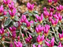 Rhododendron 'Lady Dark' ® -Angebote Wurzel Zeit Store rhododendron lady dark m096755 w 1