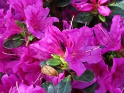 Rhododendron 'Lady Dark' ® -Angebote Wurzel Zeit Store rhododendron lady dark m096755 w 2