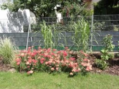 Riesen Chinaschilf 'Aksel Olsen' 15 Riesen Chinaschilf 'Aksel Olsen' -Angebote Wurzel Zeit Store riesen chinaschilf aksel olsen m009072 581034 0