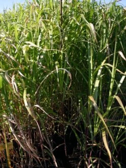 Riesen Chinaschilf 'Aksel Olsen' 12 Riesen Chinaschilf 'Aksel Olsen' -Angebote Wurzel Zeit Store riesen chinaschilf aksel olsen m009072 w 0