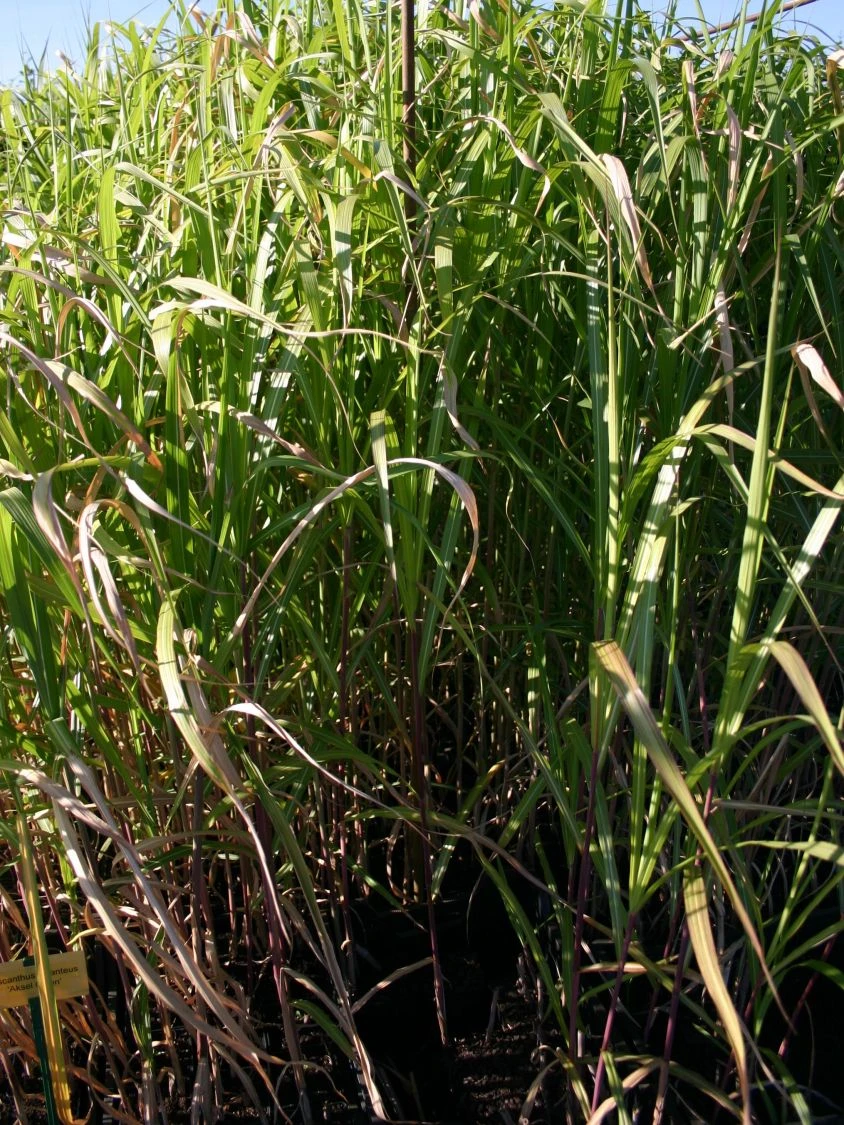 Riesen Chinaschilf 'Aksel Olsen' 4 Riesen Chinaschilf 'Aksel Olsen' – Bild 4