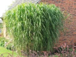 Riesen Chinaschilf 'Aksel Olsen' 14 Riesen Chinaschilf 'Aksel Olsen' -Angebote Wurzel Zeit Store riesen chinaschilf aksel olsen m009072 w 1