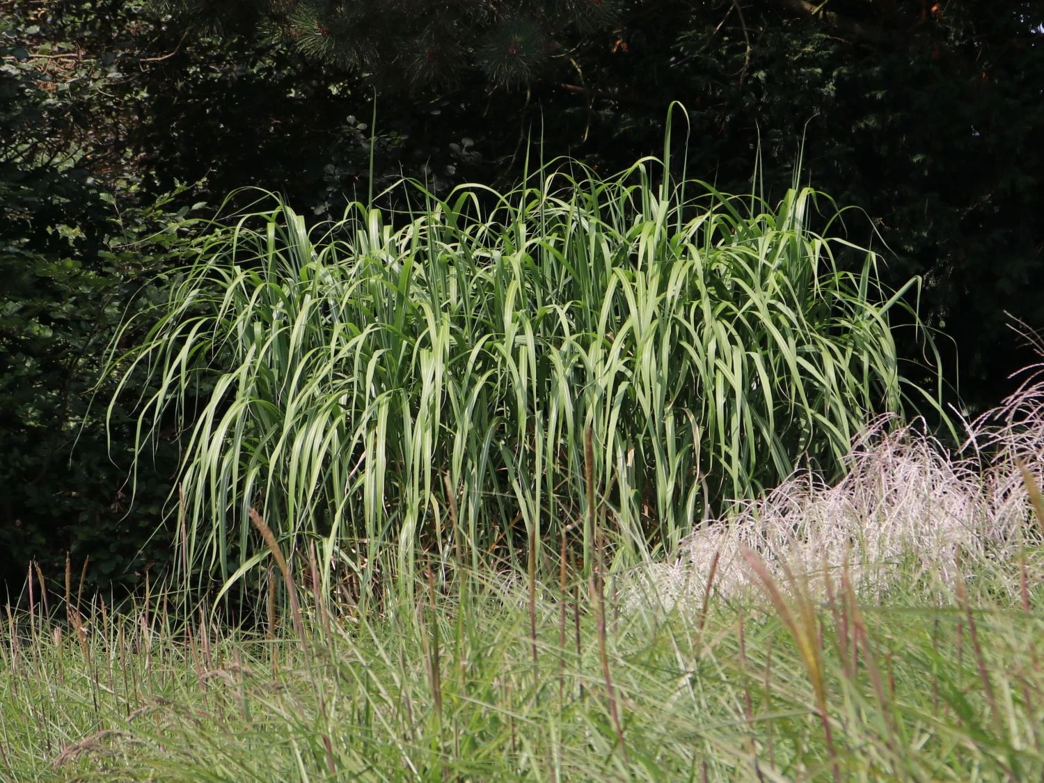 Riesen Chinaschilf 'Aksel Olsen' 2 Riesen Chinaschilf 'Aksel Olsen' – Bild 2