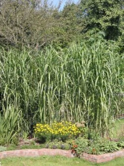 Riesen Chinaschilf 'Aksel Olsen' 13 Riesen Chinaschilf 'Aksel Olsen' -Angebote Wurzel Zeit Store riesen chinaschilf aksel olsen m009072 w 3