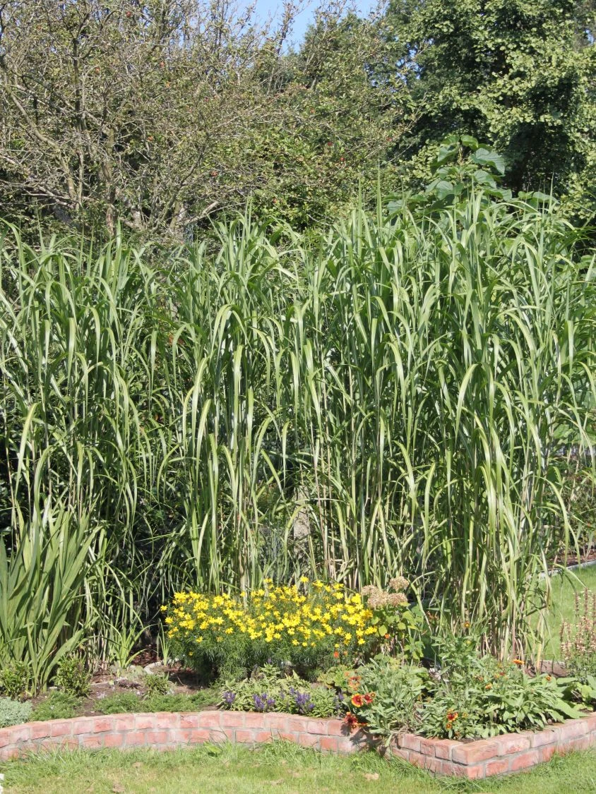 Riesen Chinaschilf 'Aksel Olsen' 5 Riesen Chinaschilf 'Aksel Olsen' – Bild 5