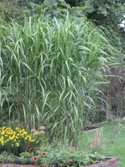 Riesen Chinaschilf 'Aksel Olsen' 11 Riesen Chinaschilf 'Aksel Olsen' -Angebote Wurzel Zeit Store riesen chinaschilf aksel olsen m009072 w 4