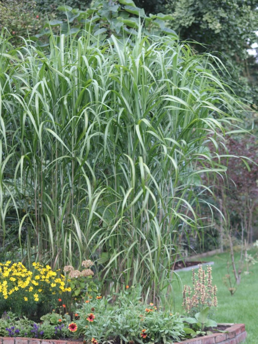 Riesen Chinaschilf 'Aksel Olsen' 3 Riesen Chinaschilf 'Aksel Olsen' – Bild 3