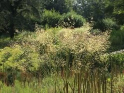 Riesen Federgras 18 Riesen Federgras -Angebote Wurzel Zeit Store riesen federgras m010777 w 0