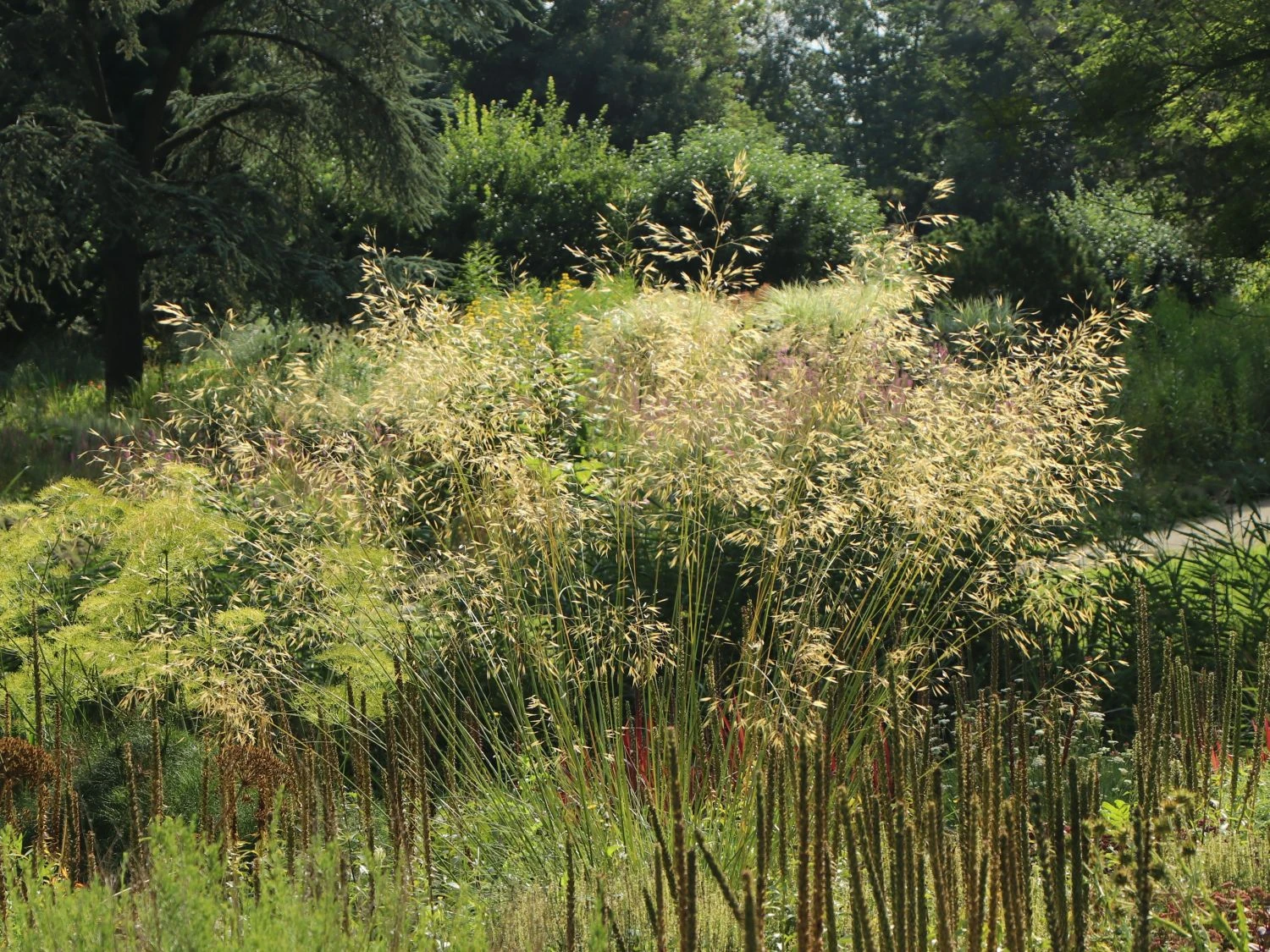 Riesen Federgras 6 Riesen Federgras – Bild 6