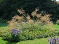 Riesen Federgras 16 Riesen Federgras -Angebote Wurzel Zeit Store riesen federgras m010777 w 1