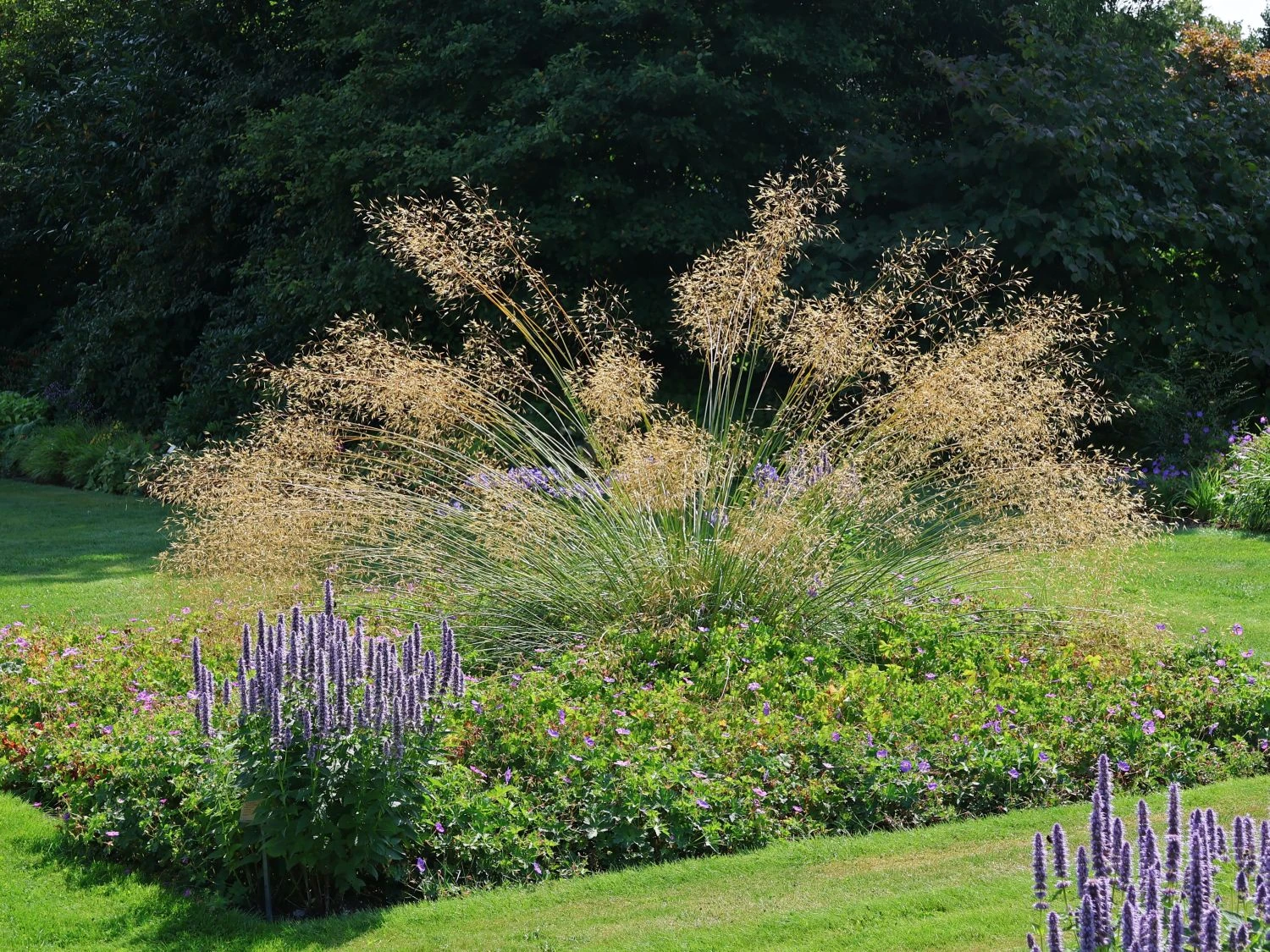 Riesen Federgras 4 Riesen Federgras – Bild 4