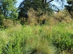 Riesen Federgras 22 Riesen Federgras -Angebote Wurzel Zeit Store riesen federgras m010777 w 10