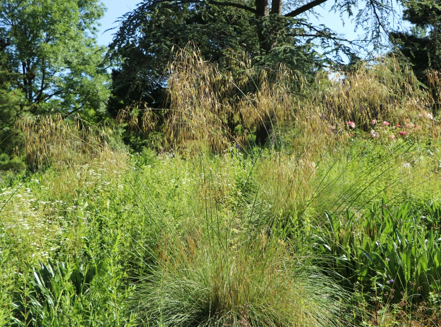 Riesen Federgras 10 Riesen Federgras – Bild 10