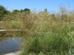 Riesen Federgras 25 Riesen Federgras -Angebote Wurzel Zeit Store riesen federgras m010777 w 11