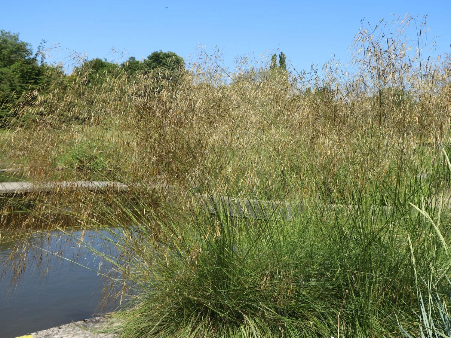 Riesen Federgras 13 Riesen Federgras – Bild 13