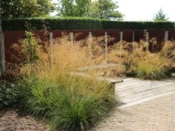 Riesen Federgras 19 Riesen Federgras -Angebote Wurzel Zeit Store riesen federgras m010777 w 12