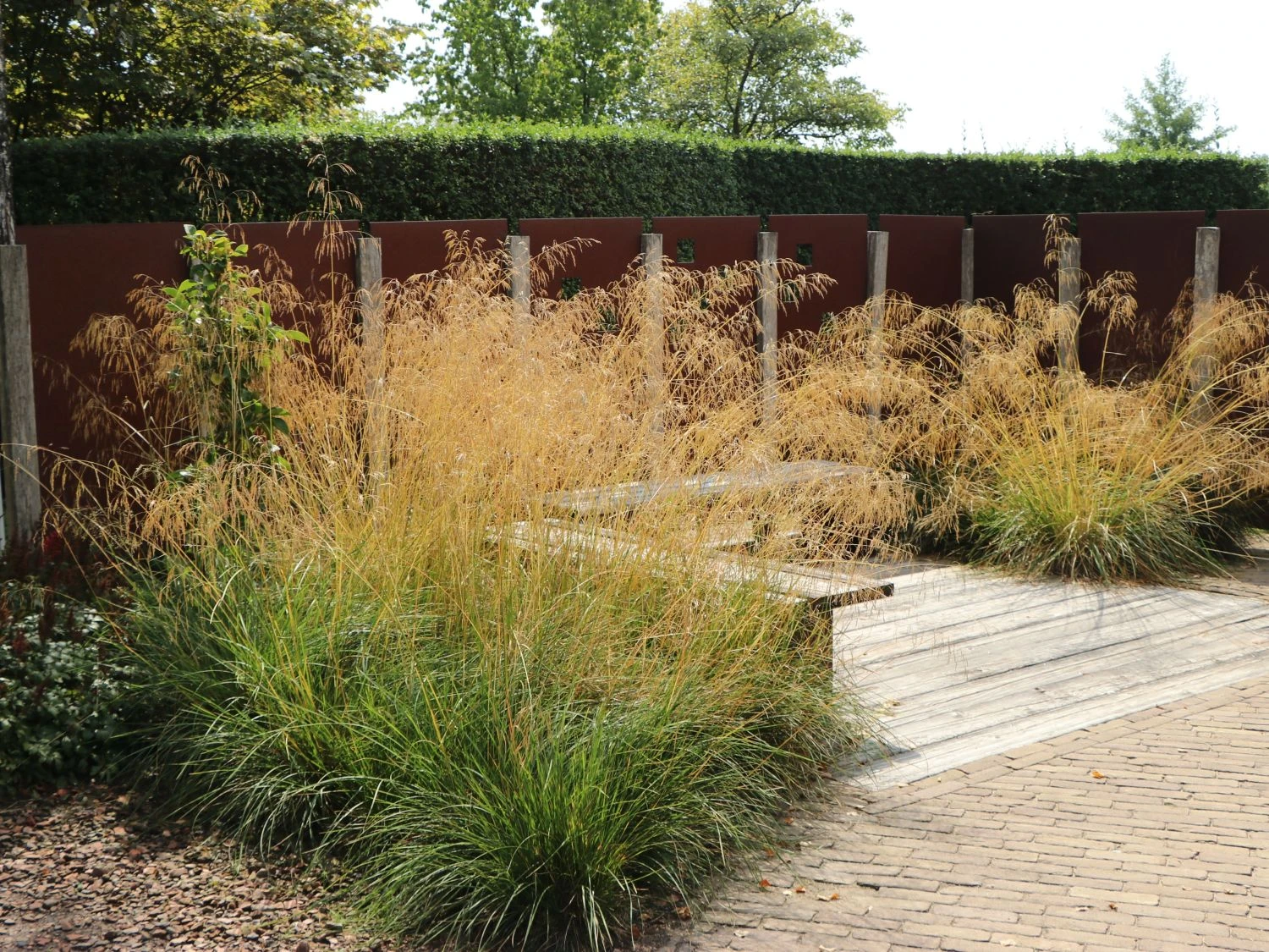 Riesen Federgras 7 Riesen Federgras – Bild 7