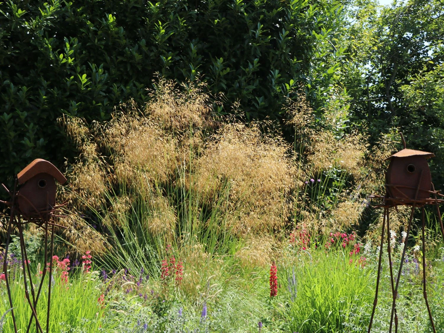 Riesen Federgras 2 Riesen Federgras – Bild 2