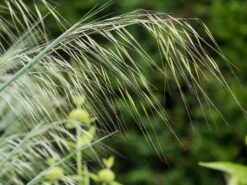 Riesen Federgras 15 Riesen Federgras -Angebote Wurzel Zeit Store riesen federgras m010777 w 3
