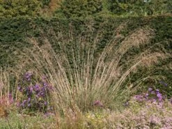 Riesen Federgras 20 Riesen Federgras -Angebote Wurzel Zeit Store riesen federgras m010777 w 4